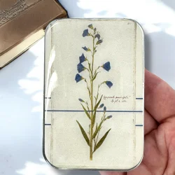 Tin ske - Stor - Firefly Notes