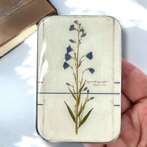 Tin ske - Stor - Firefly Notes Bellflower - Stor